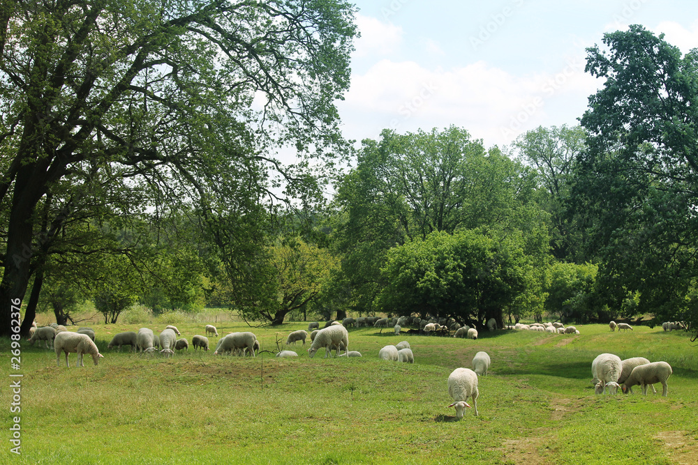 sheeps on a meadow