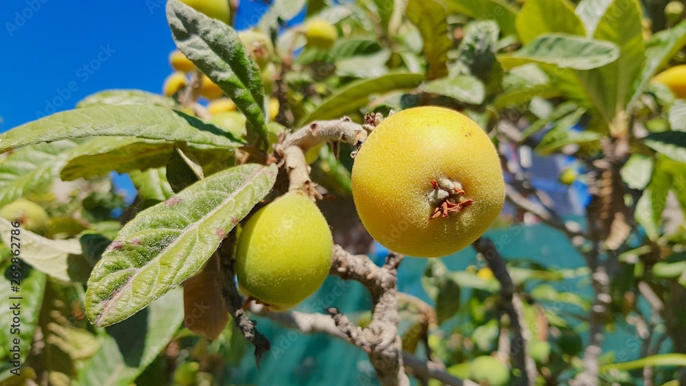 Obraz premium Medlars tree in spring