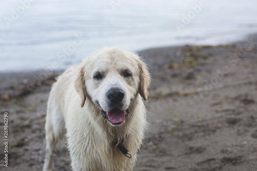 Close-up Portrait of wet and happy dog breed golden retriever standing on the sea shore.