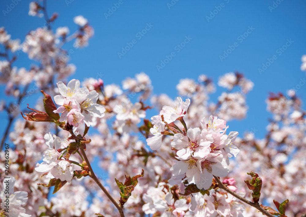 Cherry blossom tree in bloom. Sakura flowers on azure sky background. Garden on sunny spring day. Soft focus botanical photography. Blurred floral background.  Shallow depth of field.