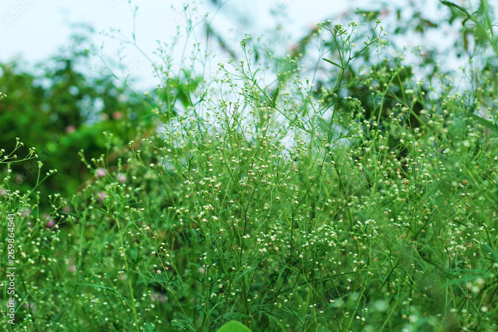 green grass closeup view green grass closeup view