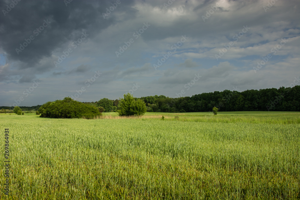 Green field with grain, forest and rainy sky