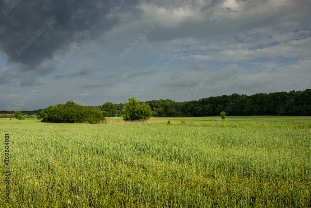Obraz premium Green field with grain, forest and rainy sky