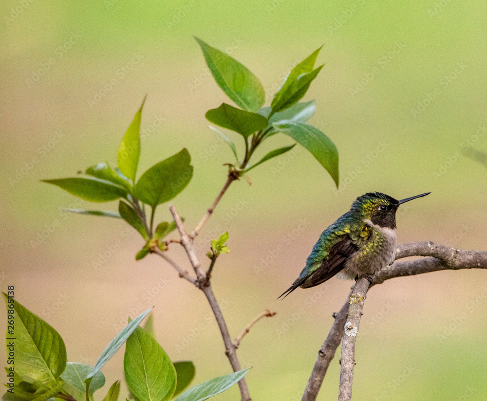 Hummingbird on a Branch