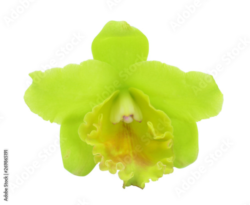 fresh green cattleya percivaliana flower white background isolated clipping path photo