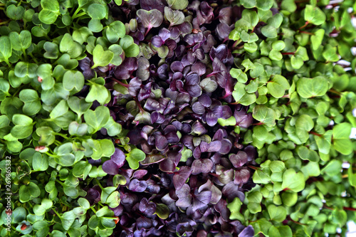 delicious and healthy natural micro greens sprouts photo