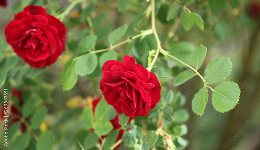 Flowers background roses in garden Flowers background roses in garden