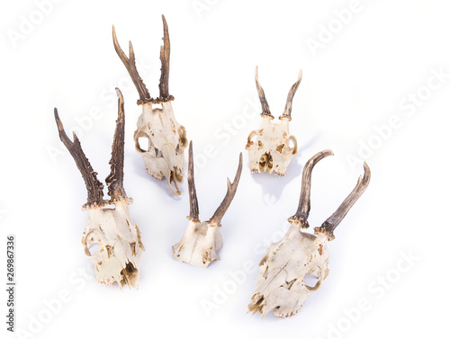 Young deer skull on a white background © OttoPles