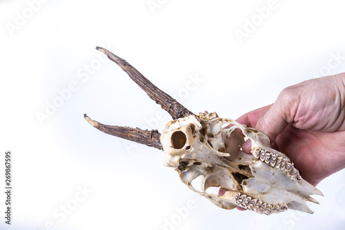 Fototapeta Naklejka Na Ścianę i Meble -  Young deer skull on a white background