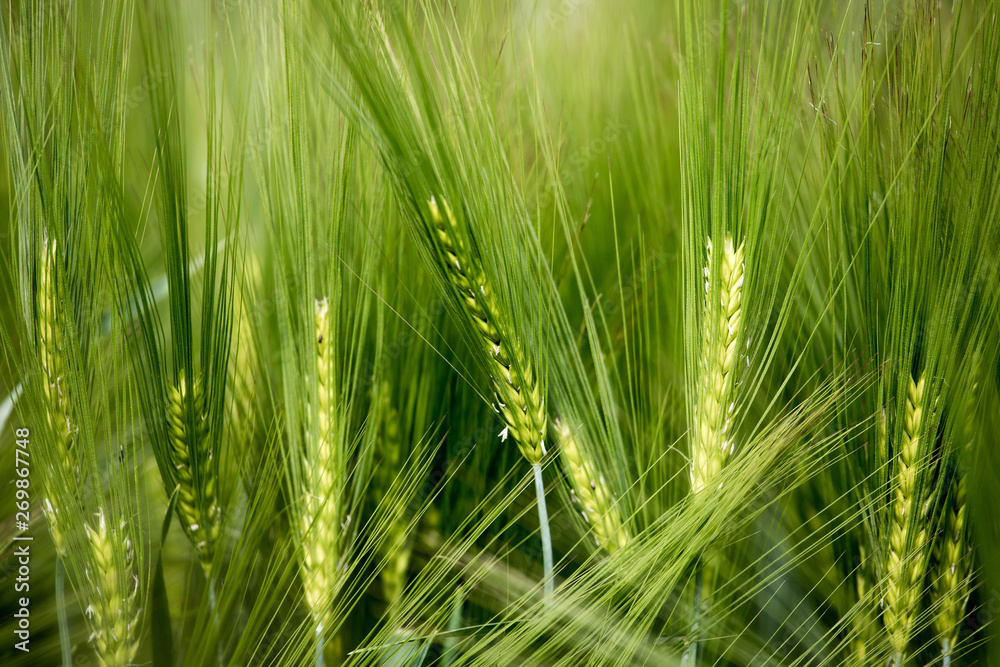 Agriculture: Fresh green cornfield on a sunny day, springtime Agriculture: Fresh green cornfield on a sunny day, springtime