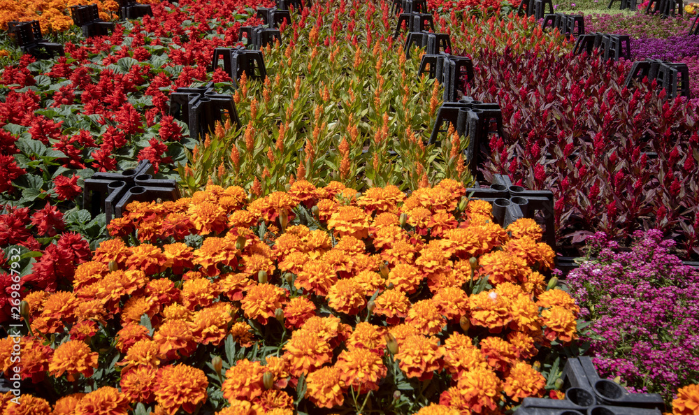 Botanical market. Various flowers in crates. Different patterns and colors. Red, orange, pink, yellow, purple
