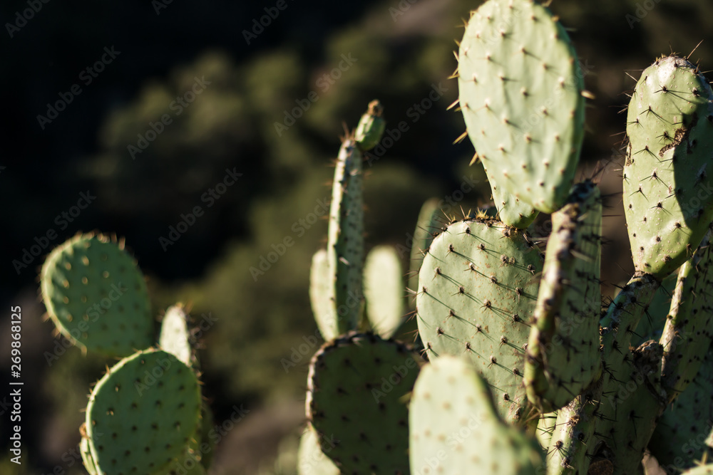 Obraz premium prickly pear cactus 