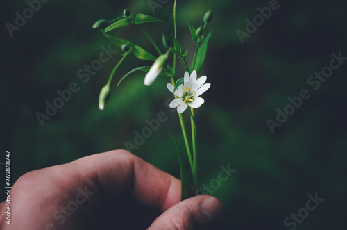 Holding gently a fragile blooming flower on a dark background.