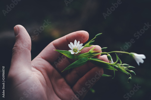 Holding gently a fragile blooming flower in the palm of a hand.