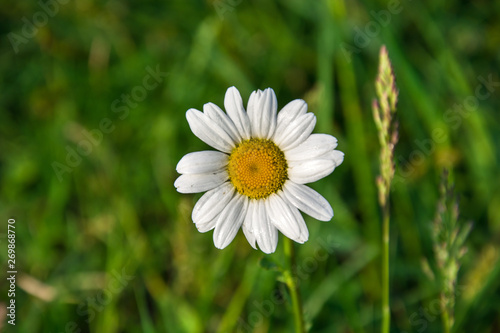 Fototapeta Naklejka Na Ścianę i Meble -  White daisy on a background of green grass