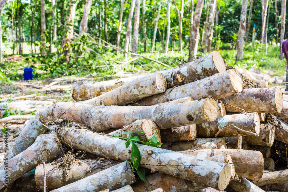 Para rubber tree lumber logging industrial Para rubber tree lumber logging industrial