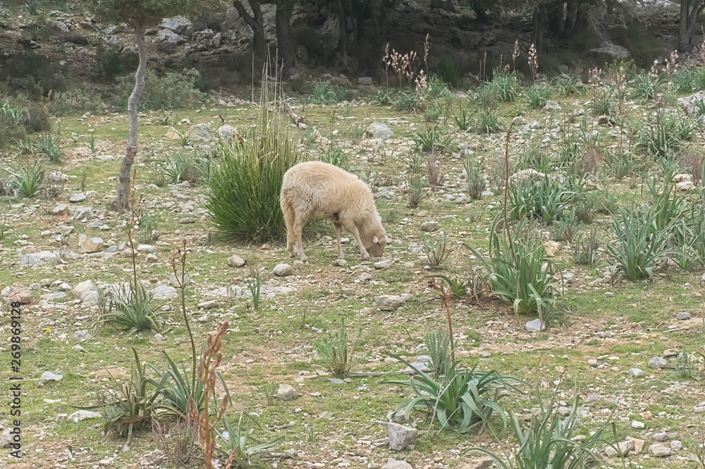 Fototapeta premium Sheep in the Tramuntana national Park in Mallorca.