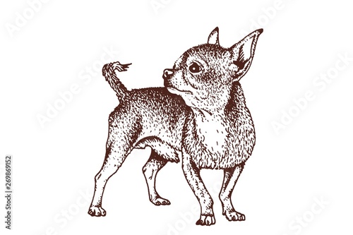 Graphical vintage chihuahua, vector illustration