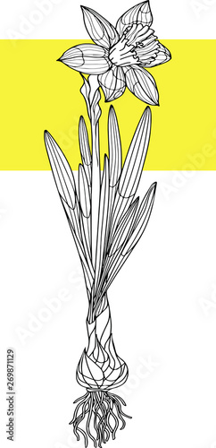 Hand drawn narcissus flower doodle. Botanical  vector illustration in black outline