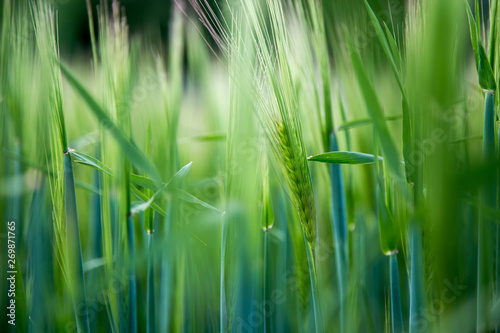 Fototapeta Naklejka Na Ścianę i Meble -  Agriculture: Fresh green cornfield on a sunny day, springtime