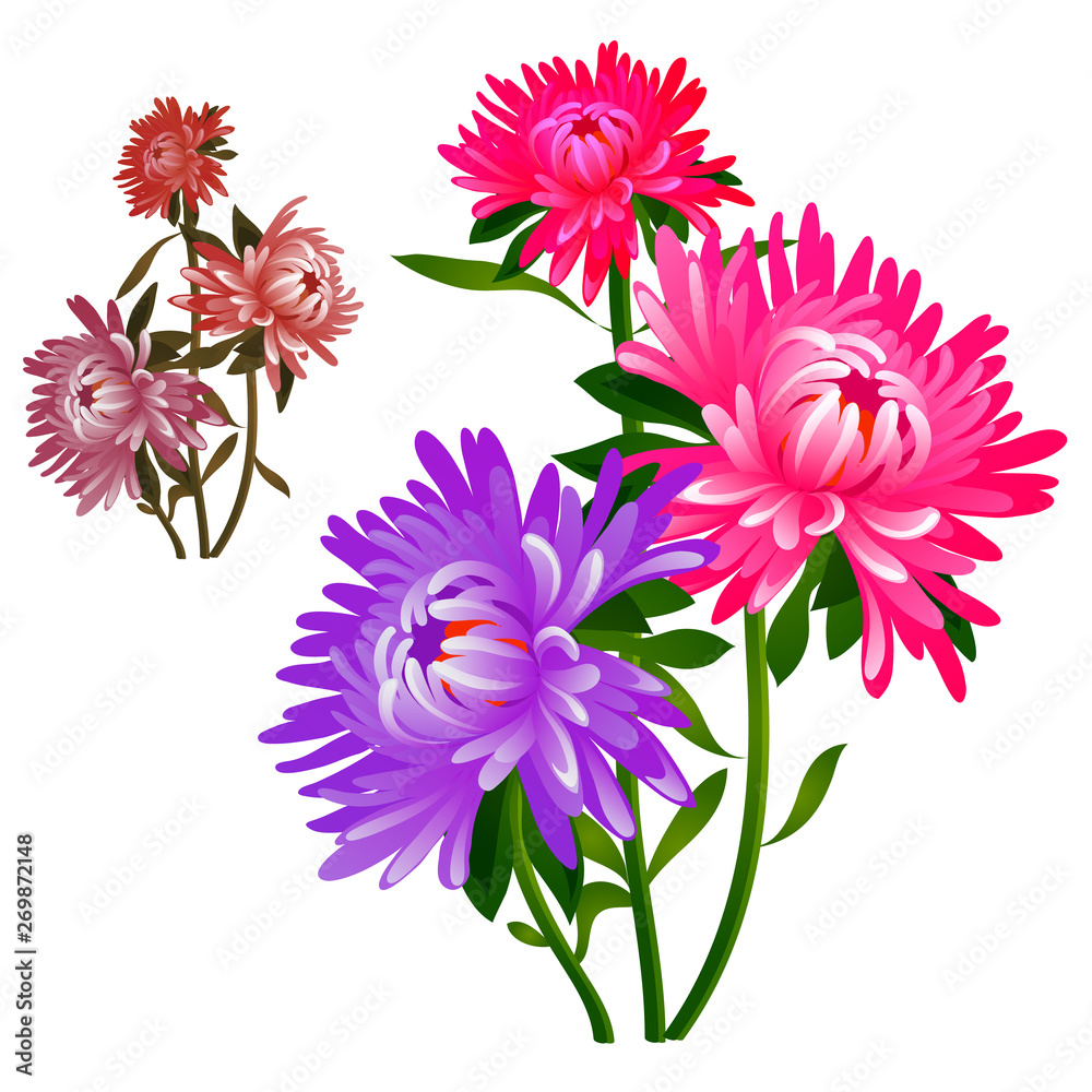 Obraz premium Bouquet of flowers pink and purple asters isolated on white background. Vector cartoon close-up illustration.