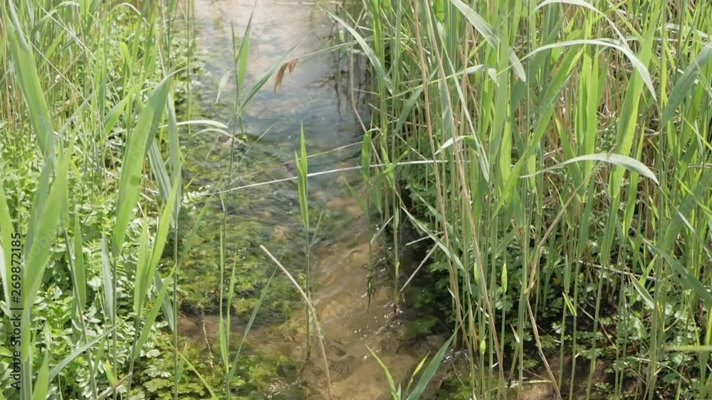 A small crystal clear creek flows between tall grass growing along the banks A small crystal clear creek flows between tall grass growing along the banks