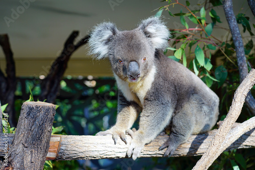 Fototapeta Naklejka Na Ścianę i Meble -  A koala on a eucalyptus gum tree in Australia
