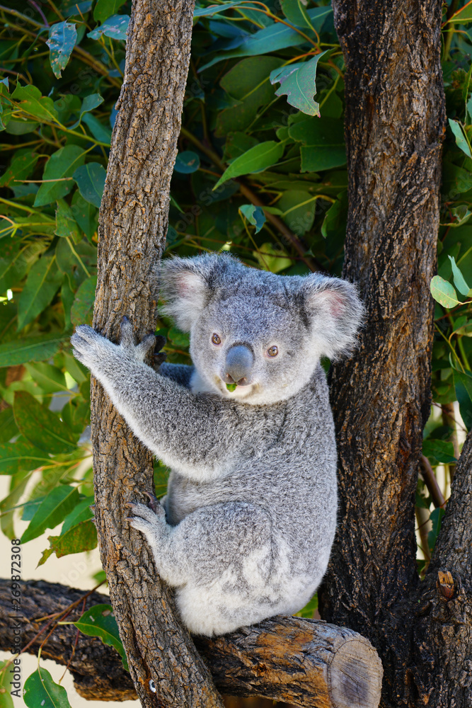 Fototapeta premium A koala on a eucalyptus gum tree in Australia