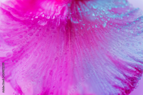 Vivid neon colored iris flower bud on multi colored background.