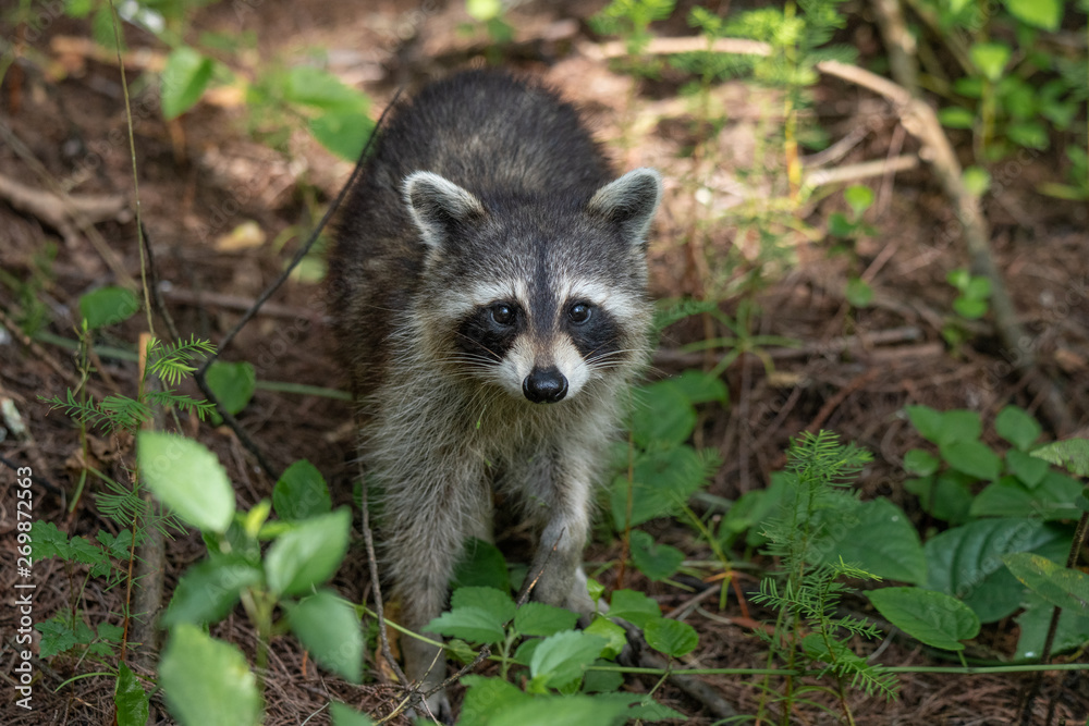 Raccoon Raccoon