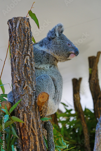 Canvas Print A koala on a eucalyptus gum tree in Australia