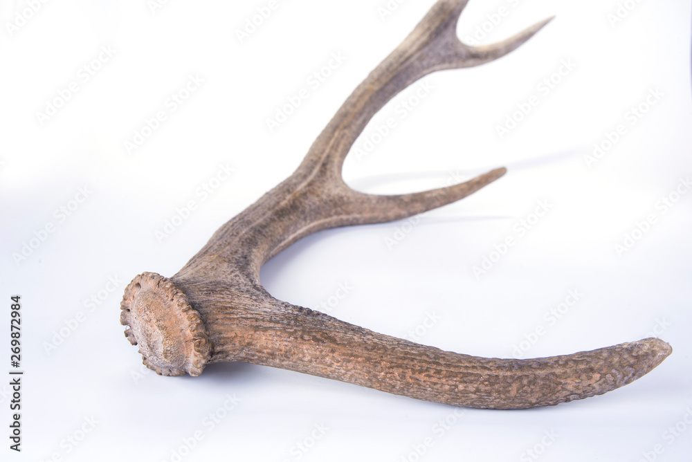One part of dear antlers on the white One part of dear antlers on the white