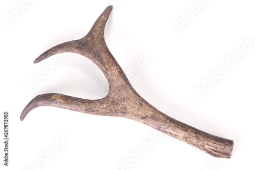 One part of dear antlers on the white