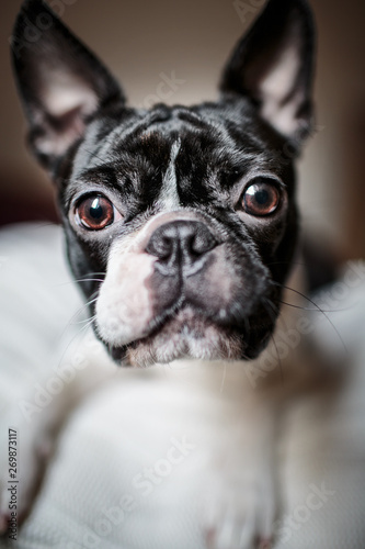 Boston Terrier Portrait © Nailia Schwarz