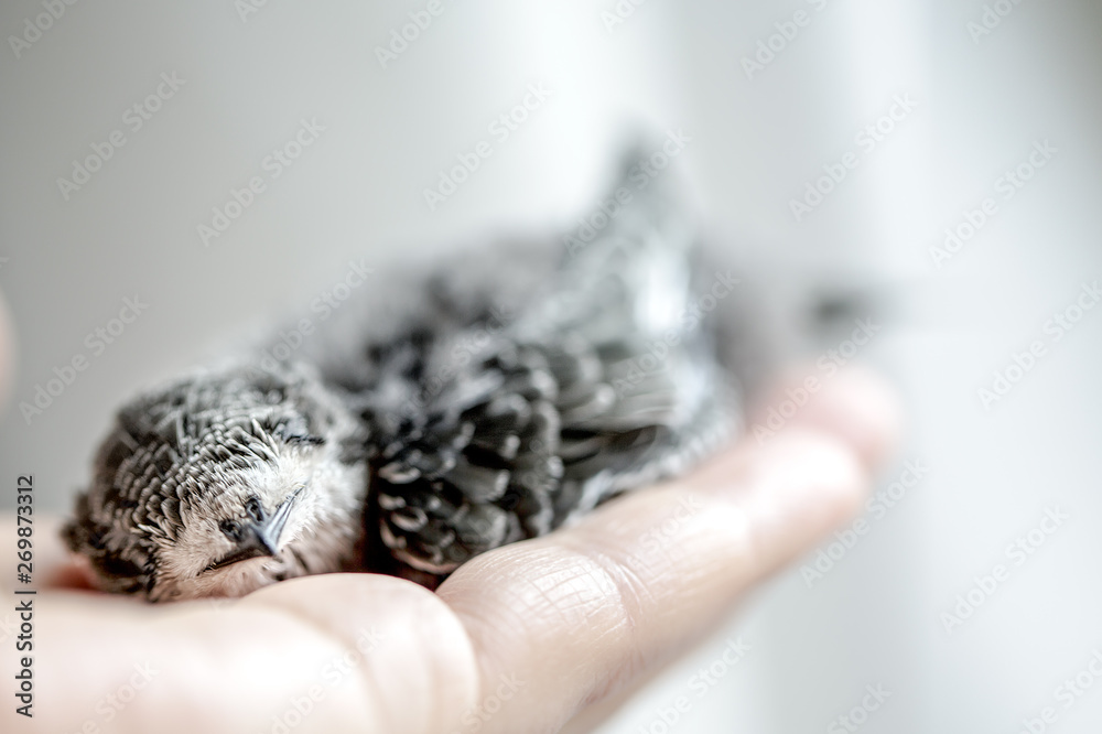 Hand Raised Young Swifts