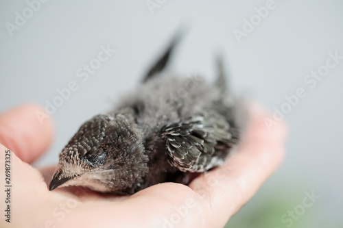 Hand Raised Young Swifts