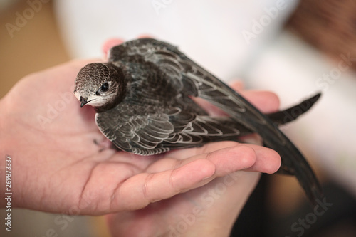Hand Raised Young Swifts