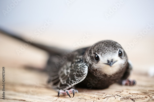 Hand Raised Young Swifts photo