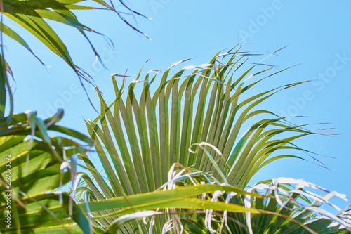 Green branches of large royal palm tree against blue sky.