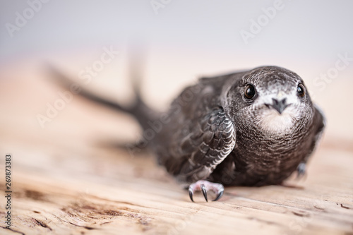 Hand Raised Young Swifts