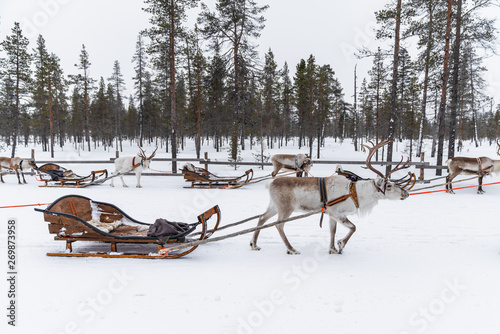 Reindeer safari in a winter...