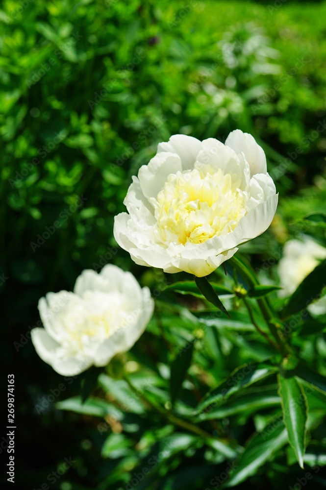 Fragrant white peony flower in bloom