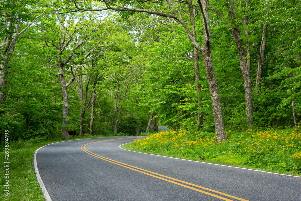 Scenic Drive in a US National Park with Wildflowers