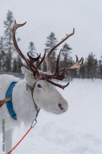 Reindeer safari in a winter forest in Finnish Lapland © praphab144