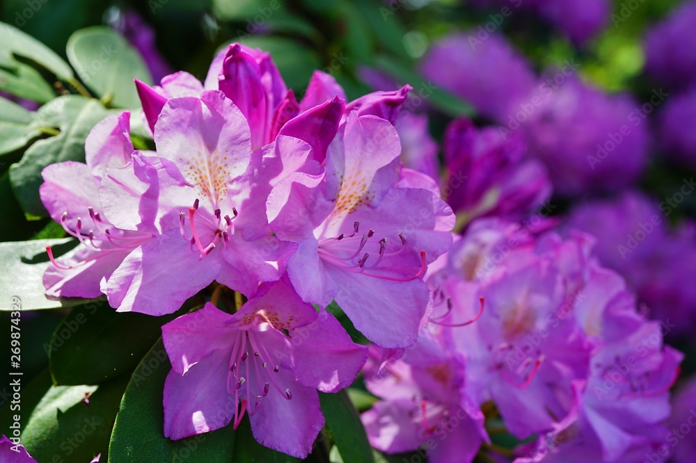 Pink rhododendron flowers growing on a shrub in the spring Pink rhododendron flowers growing on a shrub in the spring