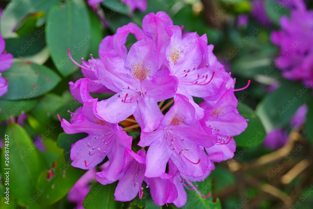 Pink rhododendron flowers growing on a shrub in the spring