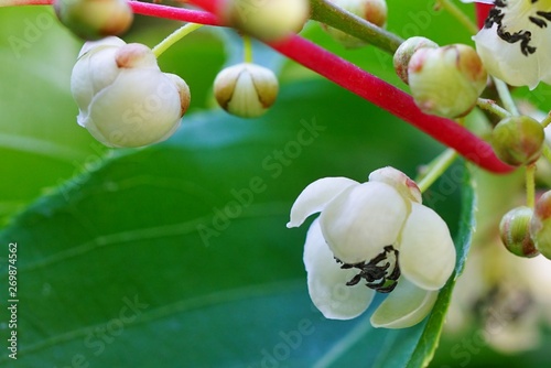 Flower and leaves of the baby kiwi berry fruit (actinidia arguta) growing on the vine