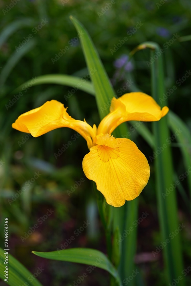 Close up of a yellow iris flower in bloom Close up of a yellow iris flower in bloom