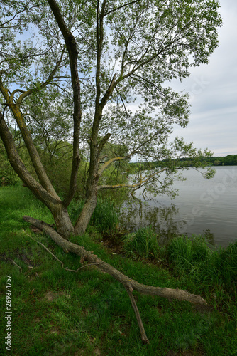 Fototapeta Naklejka Na Ścianę i Meble -  Summer landscape from the lake
