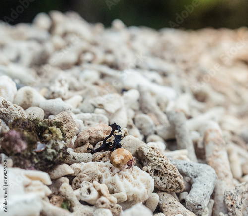 Macro shot of a crab walking on seashells (ID: 269874758)